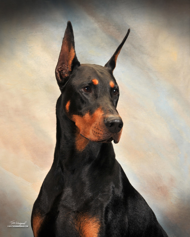 Ozzy – Element Dobermans