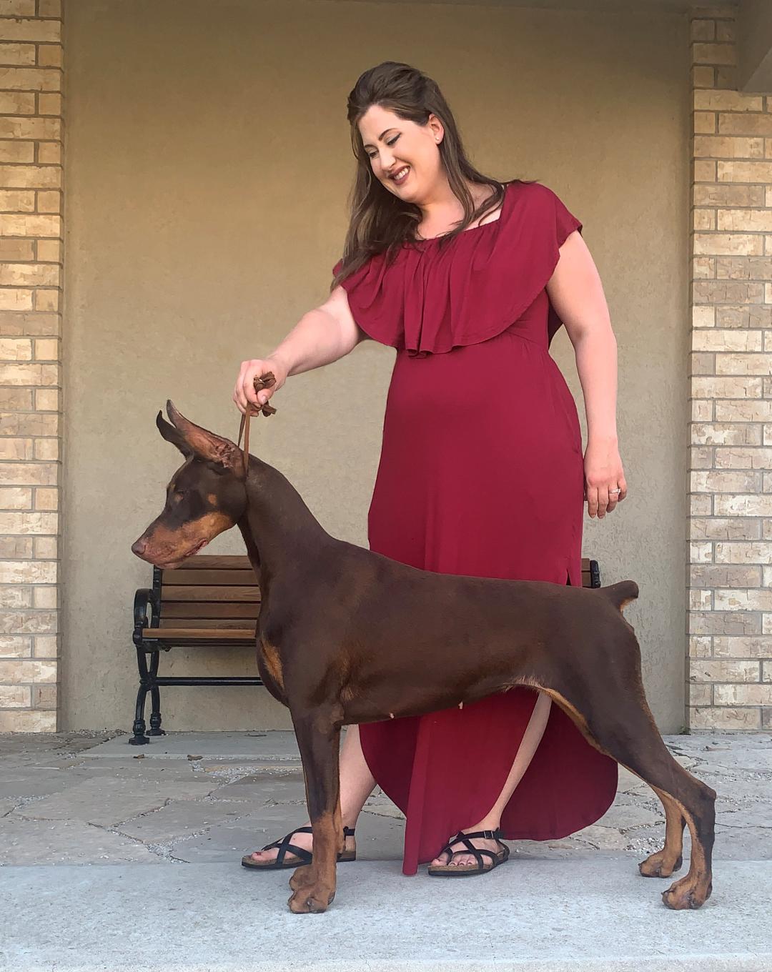 Avery Element Dobermans